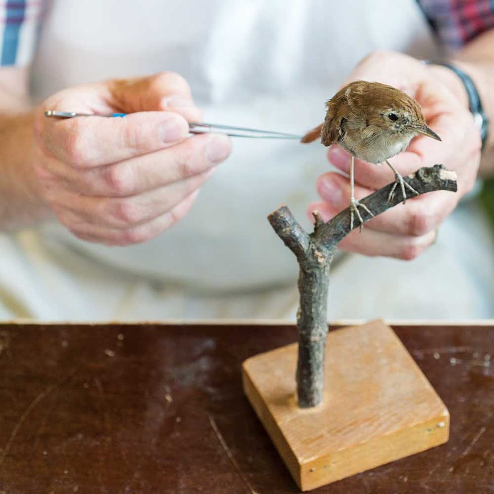 Muséum d'Histoire Naturelle